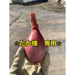 北海道産　無農薬　ベルギーエシャロット　コンサーバー　正品　5kg(野菜)