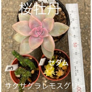 多肉　桜牡丹　サクサグラレモスグリーン　３(その他)