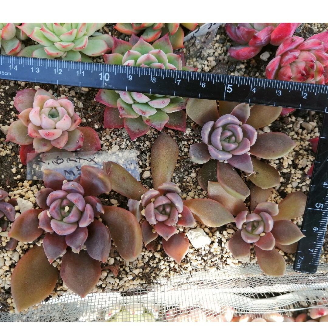 エケベリア　ブラックプリンス×ラウイ　多肉植物　抜き苗 ハンドメイドのフラワー/ガーデン(その他)の商品写真