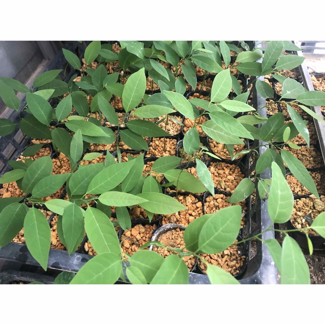 ⭐️⭐️釈迦頭の苗1鉢⭐️⭐️シャカトウ　バンレイシ　シュガーアップル苗木
