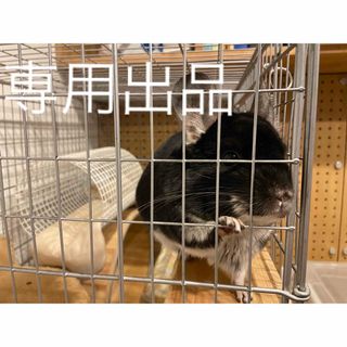 こねね様専用出品 小動物用乾燥おやつセット(小動物)