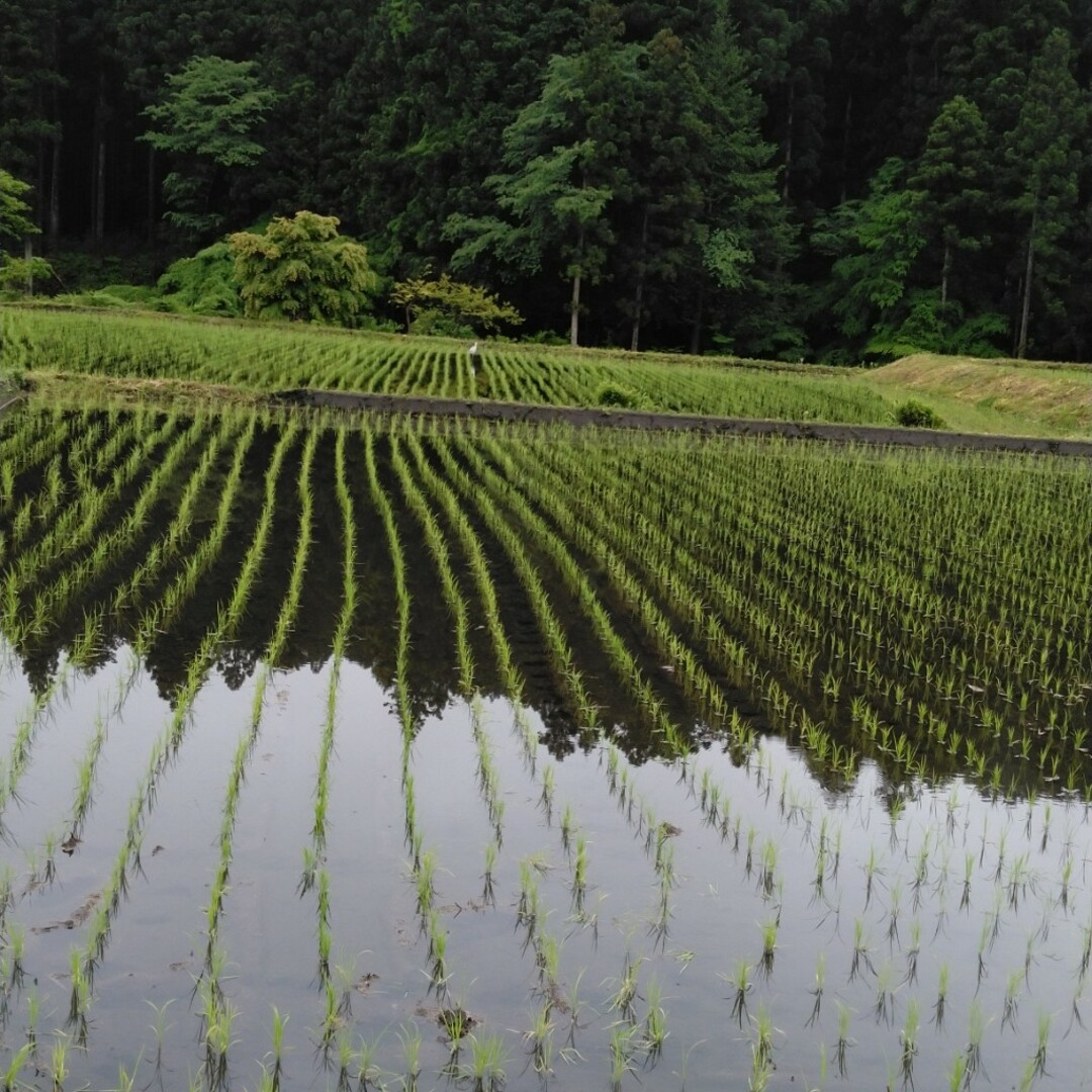 新米令和５産栃木県特一等米コシヒカリ３０キロ玄米無農薬のお米になります。 食品/飲料/酒の食品(米/穀物)の商品写真