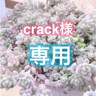 【crack様 専用】多肉植物♠アイスグリーン・韓国苗・エケベリア(その他)