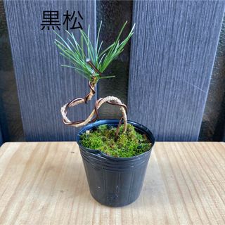 曲がり黒松②    ミニ盆栽　盆栽素材(その他)