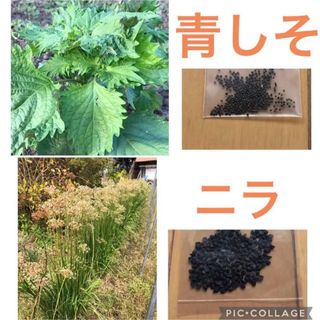 大葉　青じそ、ニラ　種(野菜)