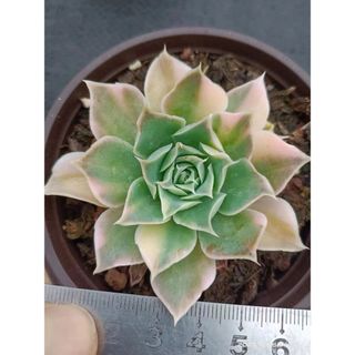 Echeveria simulans錦　小苗　多肉(その他)