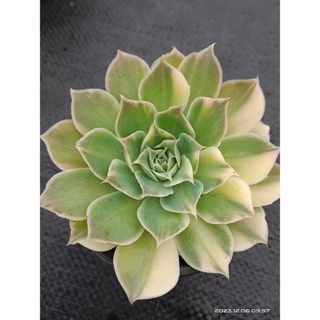 Echeveria simulans錦　大苗 多肉(その他)