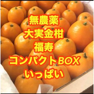 農薬不使用　大実金柑　福寿　コンパクトBOXいっぱい‼︎(フルーツ)