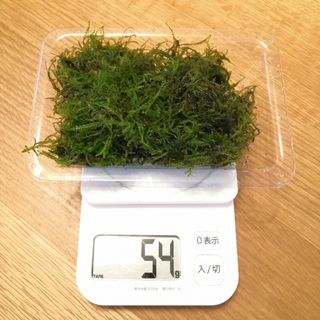 ウィローモス☆自家製　無農薬　約50g(以上)(アクアリウム)