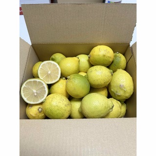 広島県産　レモン　約3キロ(フルーツ)