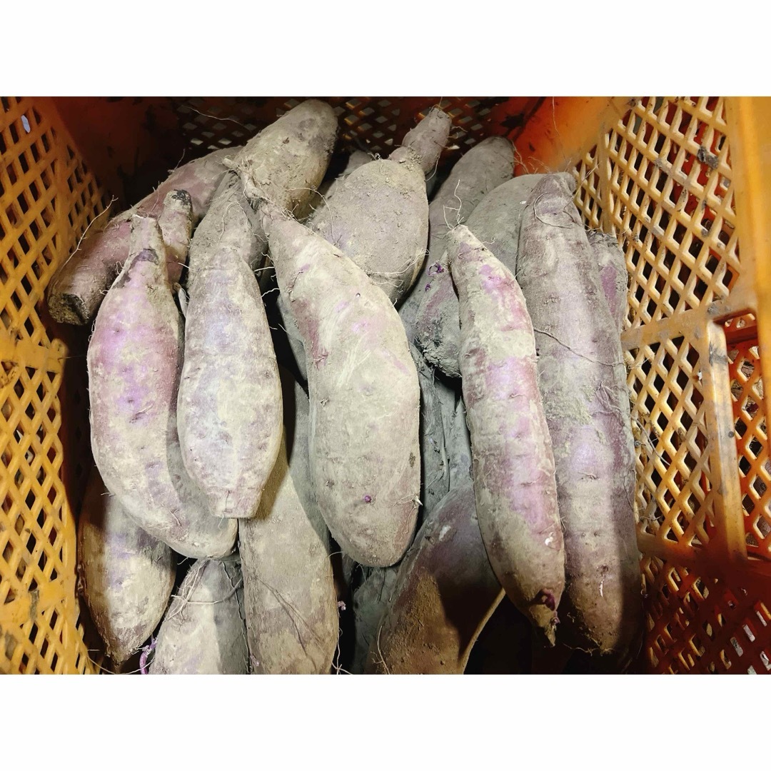 茨城県産　サツマイモ　紅はるかB品10kg 食品/飲料/酒の食品(野菜)の商品写真