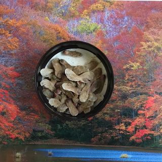 紅葉 種子60粒(その他)