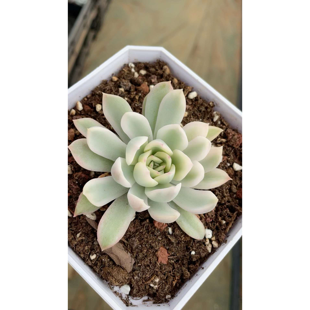 Echeveria ´Apus錦 多肉植物 型番 - www.woodpreneurlife.com