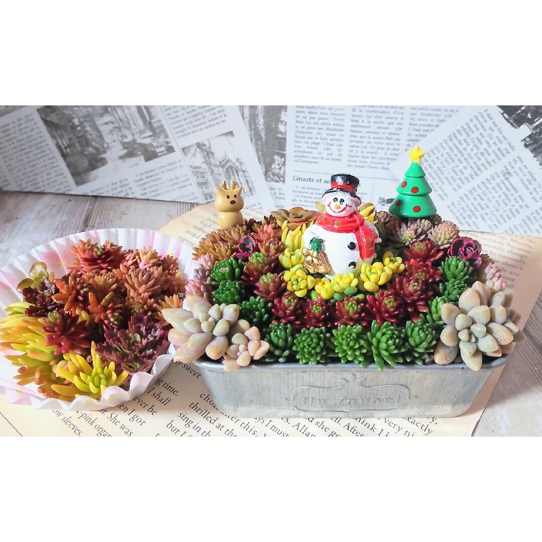 サボテン多肉植物の寄せ植え♡ちまちまXmas♡セダムカット苗セット♡そのまま飾れる