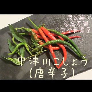 中津川こしょう🌶️お味見と種取り(野菜)