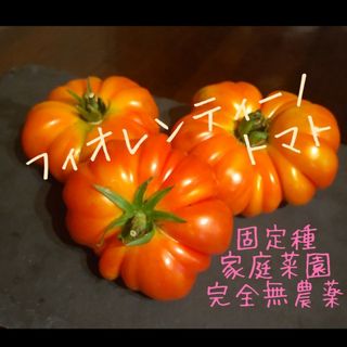 フィオレンティーノトマト🍅種30粒(野菜)