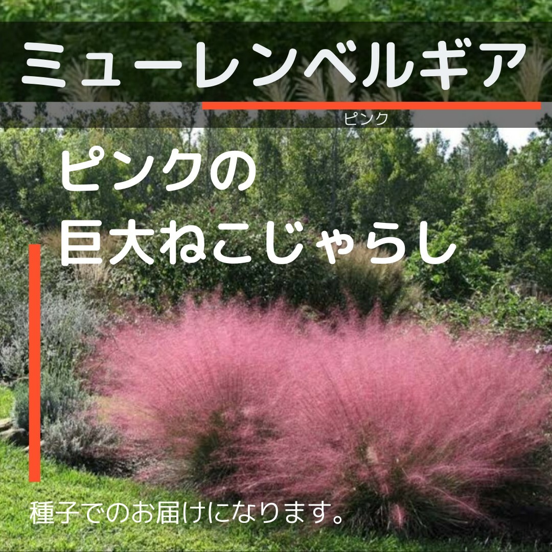 ゆうパケット　ミューレンベルギア☆ピンク☆　種子10粒 ハンドメイドのフラワー/ガーデン(その他)の商品写真