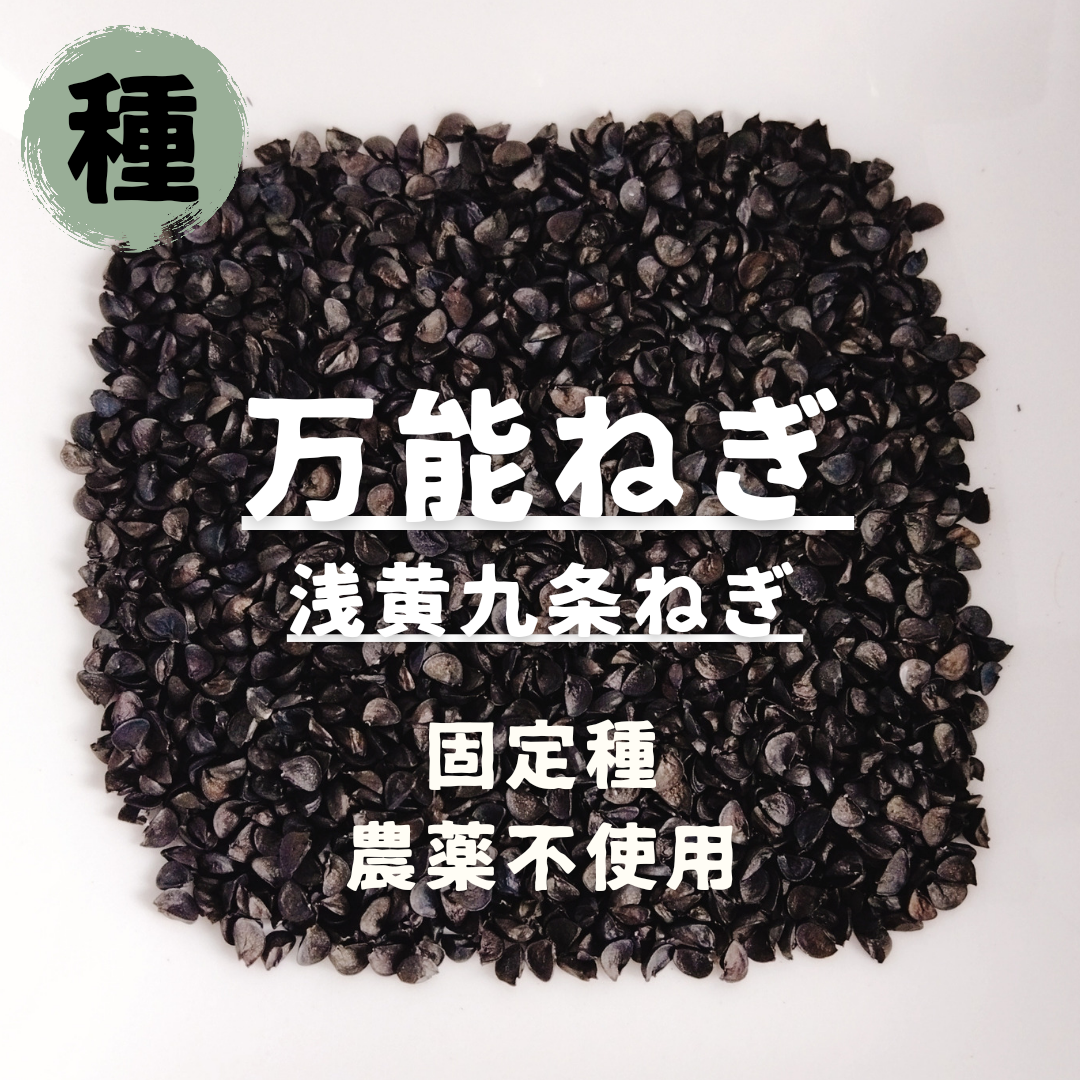 【種】万能ねぎ　浅黄九条ねぎ　無農薬　100粒 食品/飲料/酒の食品(野菜)の商品写真