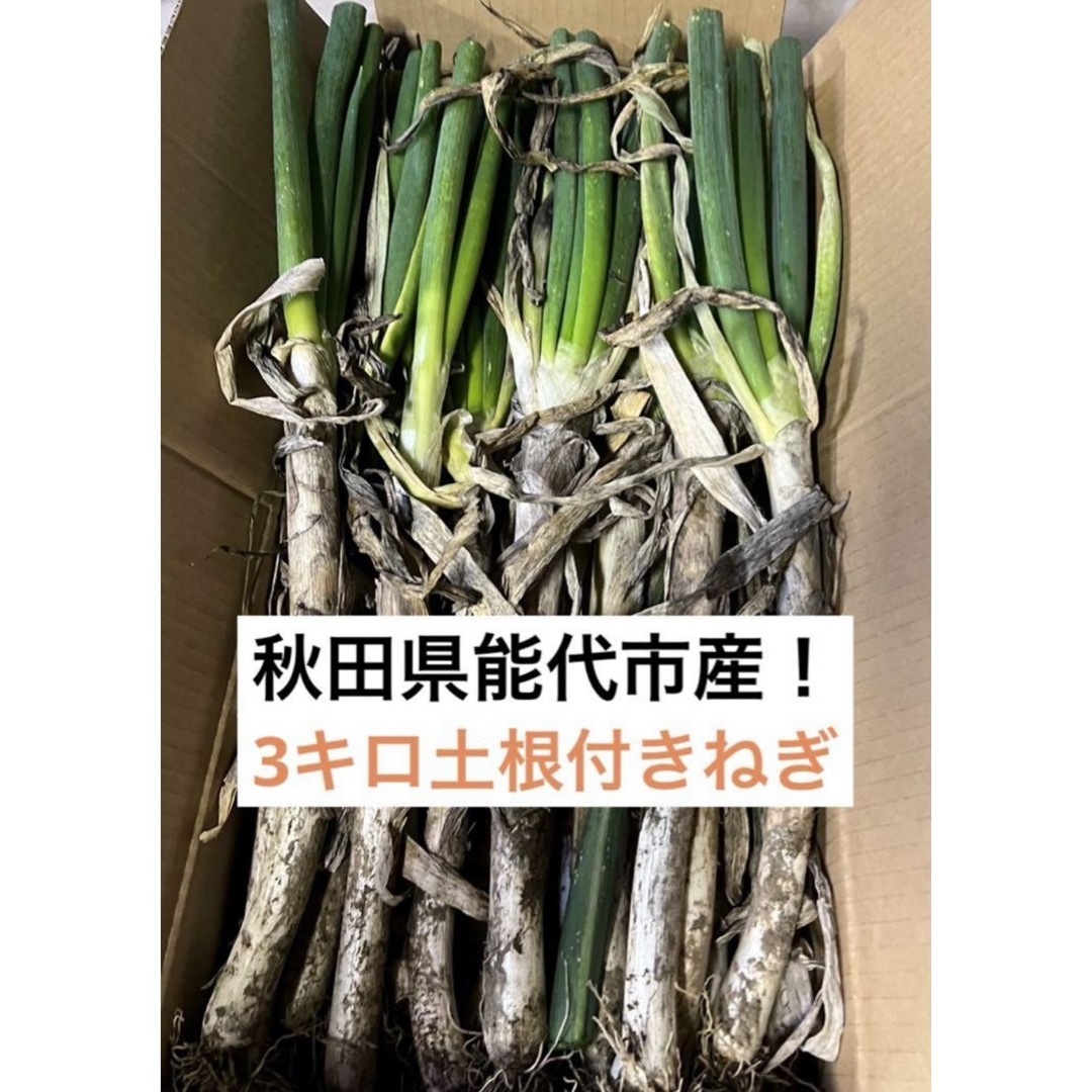 秋田県能代市産！　長持ち土根付き　長ネギ 食品/飲料/酒の食品(野菜)の商品写真