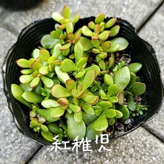 多肉植物【紅稚児】抜き苗(その他)