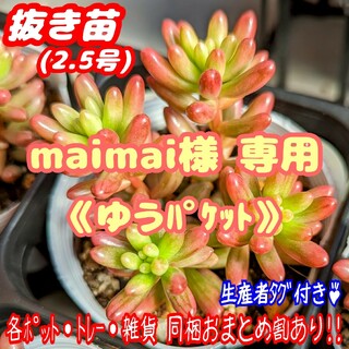 【抜き苗】オーロラ 多肉植物 セダム 紅葉 プレステラ プラ鉢(その他)