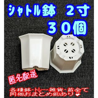 シャトル鉢【2寸】30個 プラ鉢 八角鉢 スリット鉢 プレステラ 多肉植物(プランター)