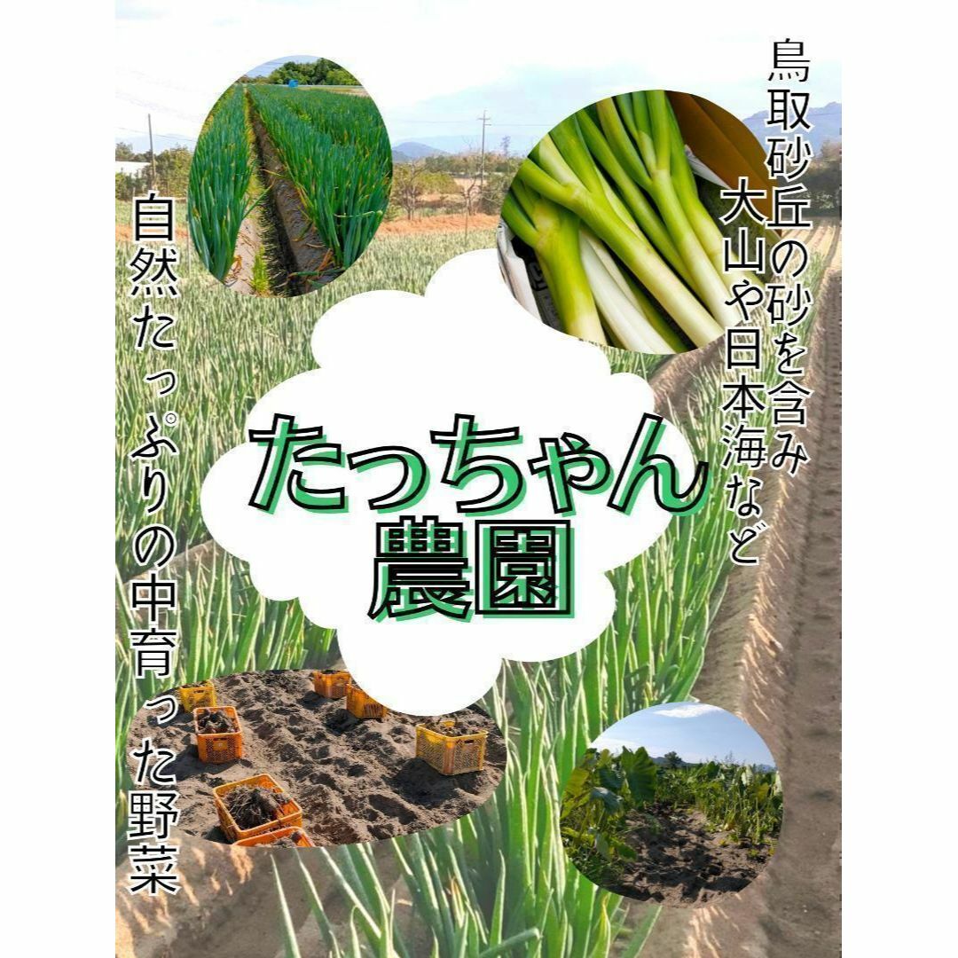 【家庭用】砂丘ながいも　長芋　とりたて 3kg程度　とろろ　ねばり　山芋 食品/飲料/酒の食品(野菜)の商品写真