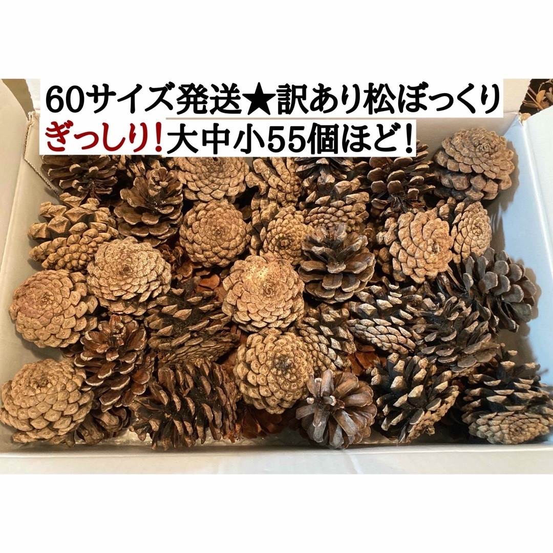 訳あり松ぼっくり★大量60サイズ発送★たっぷり★匿名無料配送対応★ ハンドメイドのフラワー/ガーデン(その他)の商品写真