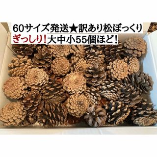 訳あり松ぼっくり★大量60サイズ発送★たっぷり★匿名無料配送対応★(その他)