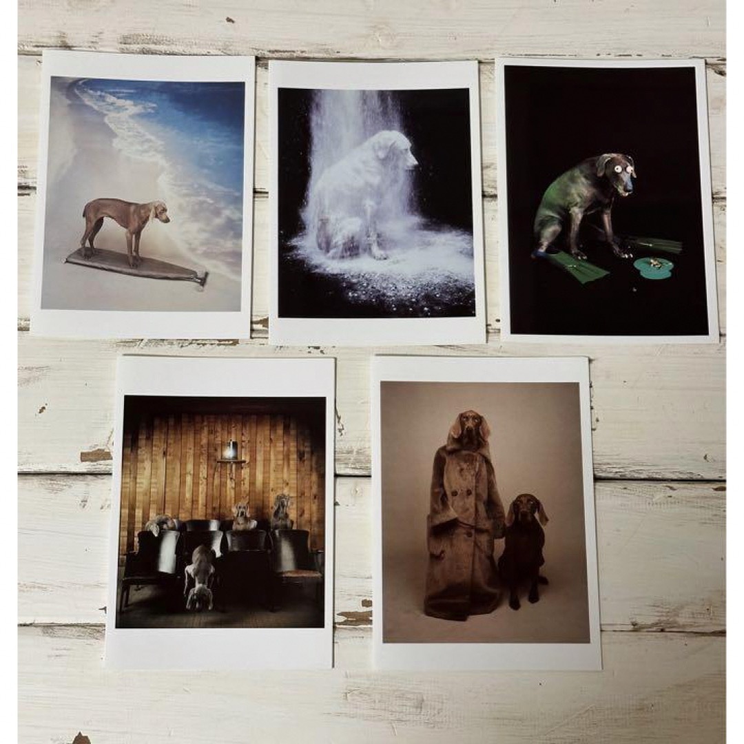 【激レア】ウィリアム ウェグマン グリーティングカード 5枚セット ハンドメイドの文具/ステーショナリー(カード/レター/ラッピング)の商品写真