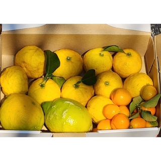 農薬不使用　自然栽培　レモン&柚子&金柑　柑橘箱いっぱい(フルーツ)