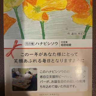 ヤマダヨウホウジョウ(山田養蜂場)のハナビシソウ　花の種　山田洋蜂場(その他)