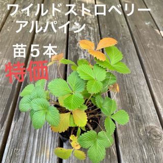 ワイルドストロベリー　アルパイン　苗５本　　特価(その他)