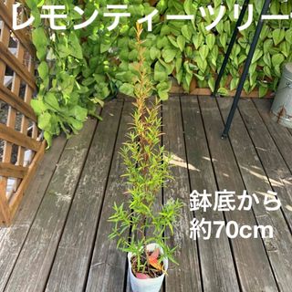 レモンティーツリー　　鉢底から約70cm(その他)