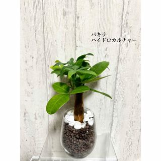 パキラ　観葉植物　ハイドロカルチャー(ドライフラワー)