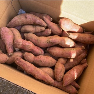 種子島　農家直送！安納地区の安納芋　５キロ　フライドポテト・芋けんぴ用(野菜)