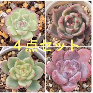 新入荷　特価限定  4点セット　多肉植物　発根管理中(その他)