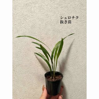 シュロチク　観葉植物　抜き苗(ドライフラワー)