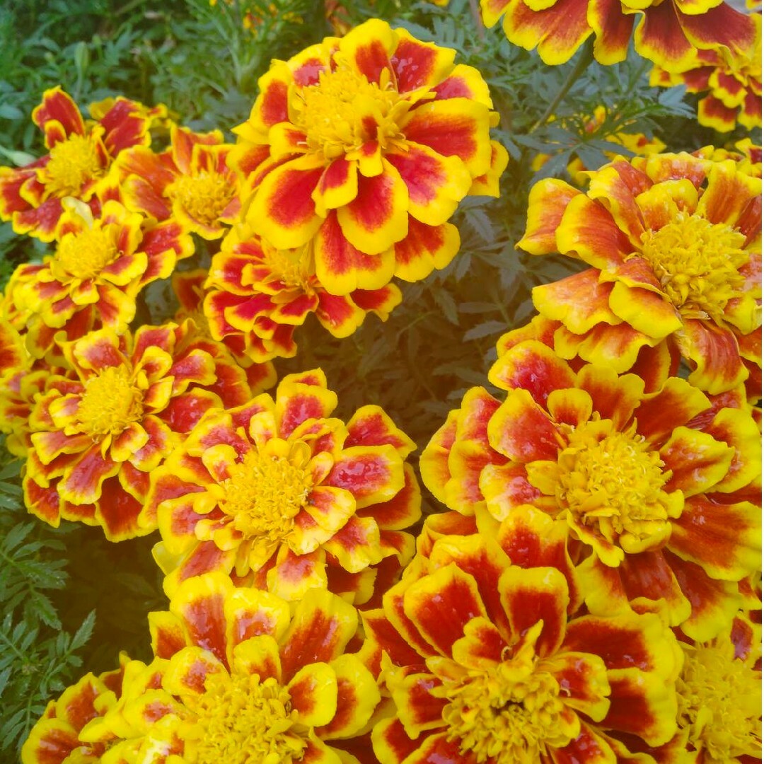 【黄色】マリーゴールドの種 4ｇ ハンドメイドのフラワー/ガーデン(その他)の商品写真
