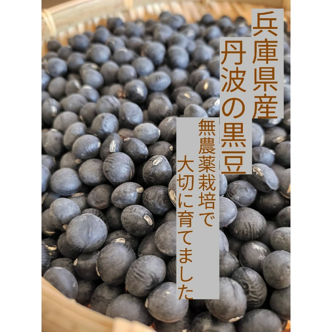 【送料無料】兵庫県産 無農薬 丹波種黒豆 250g  丹波黒 令和4年産即購 食品/飲料/酒の食品(野菜)の商品写真