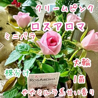 芳香 ミニバラ ロスアロマ クリームピンク 1苗 コロンと可愛い 芳香 ミニバラ ロスアロマ クリームピンク 1苗 コロンと可愛い