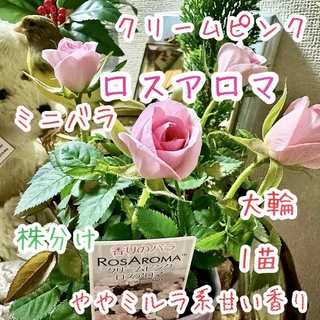 芳香　ミニバラ　ロスアロマ　クリームピンク　1苗　コロンと可愛い大輪系　株分け(その他)