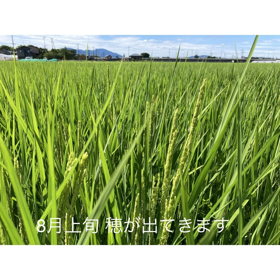 新潟県認証特別栽培米 従来コシヒカリ 玄米 30キロ 田植え後農薬は除草剤のみ 食品/飲料/酒の食品(米/穀物)の商品写真