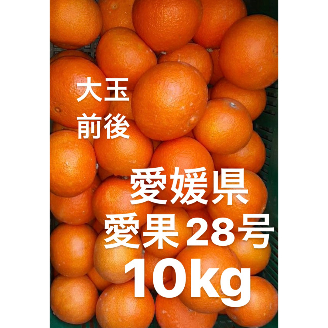 愛媛県産　愛果28号　柑橘　10kg食品