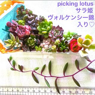 多肉植物 picking lotus♡サラ姫 レア入り♡寄せ植えケーキ カット苗(その他)