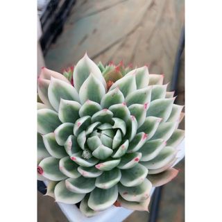 agavoides 'Wax錦　多肉植物　エケベリア (その他)