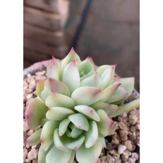 Echeveria 'prism錦　多肉植物(その他)