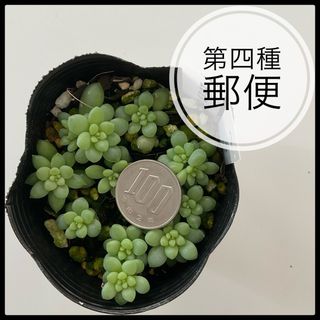 多肉植物　セダム　ピンクベリー　抜き苗(その他)