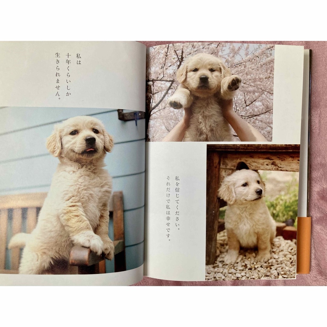 犬と私の10の約束　ゴールデンレトリバー　川口晴 エンタメ/ホビーの本(文学/小説)の商品写真