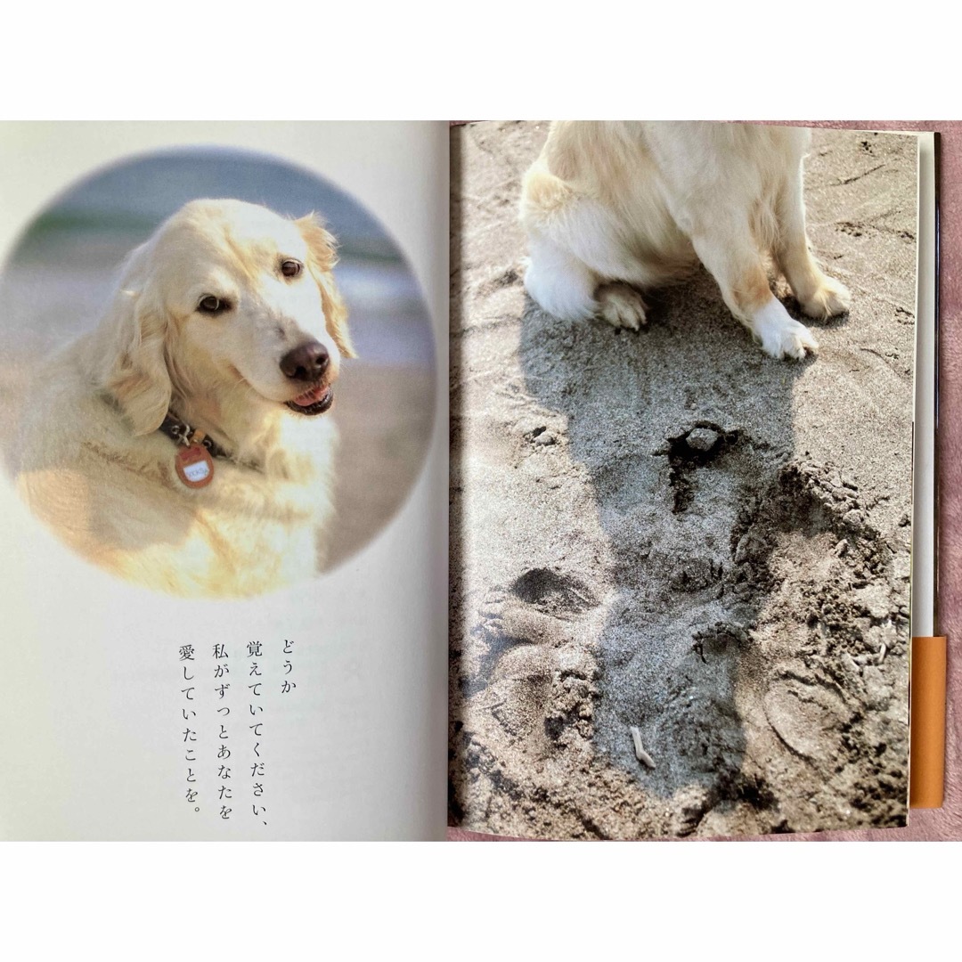 犬と私の10の約束　ゴールデンレトリバー　川口晴 エンタメ/ホビーの本(文学/小説)の商品写真